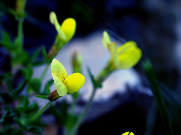 Naturaleza - Nocito (Huesca)